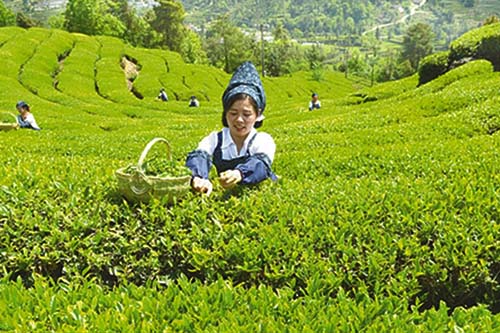 Tea picking experience