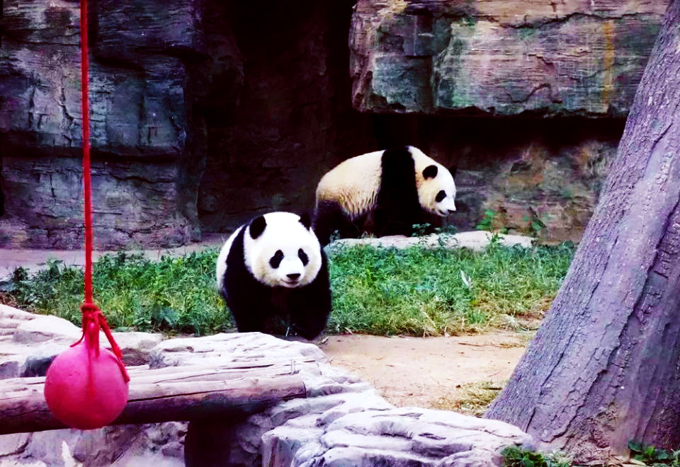 Panda House