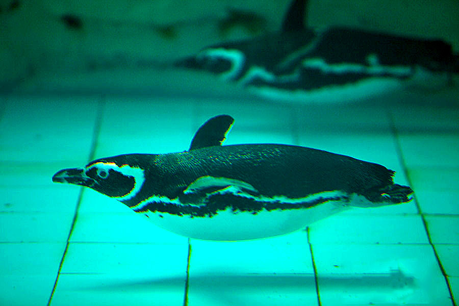 Penguin House