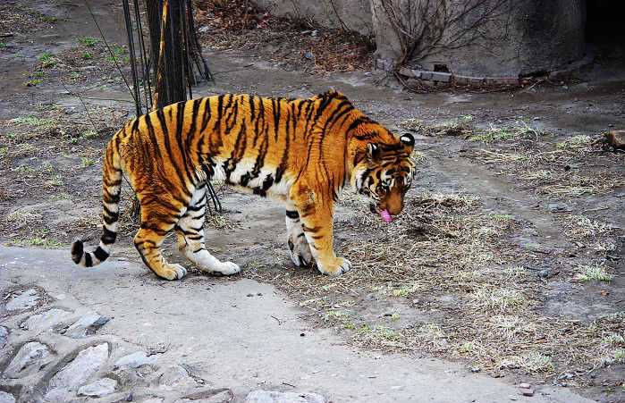 Lion and Tiger Hill