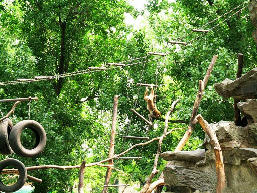 Monkey Hill