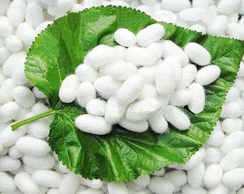 Cocoon Fiber