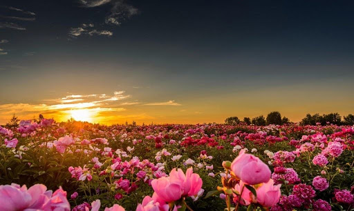 Peony Garden