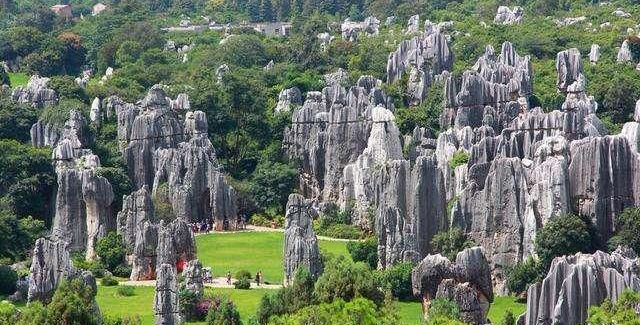 Stone Forest