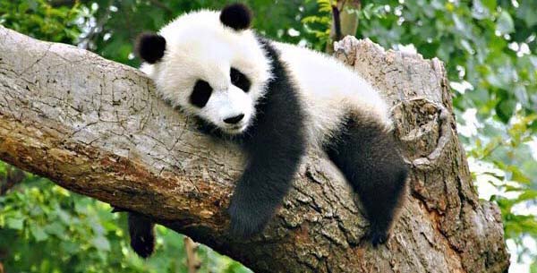 Giant Panda
