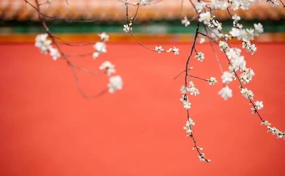 Red Wall of the Forbidden City