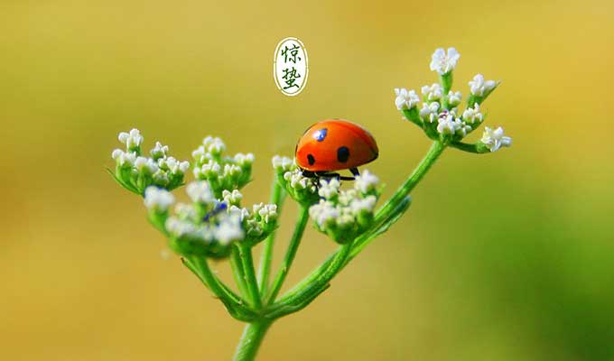 Awakening of Insects Awakening of Insects
