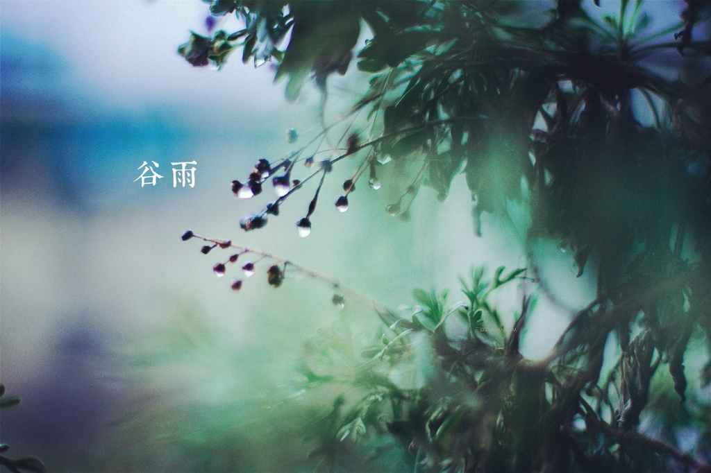 Grain Rain