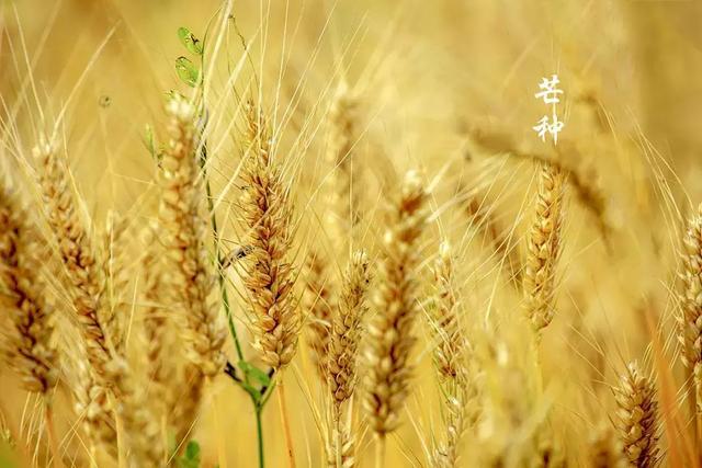 Grain in Ear Grain in Ear