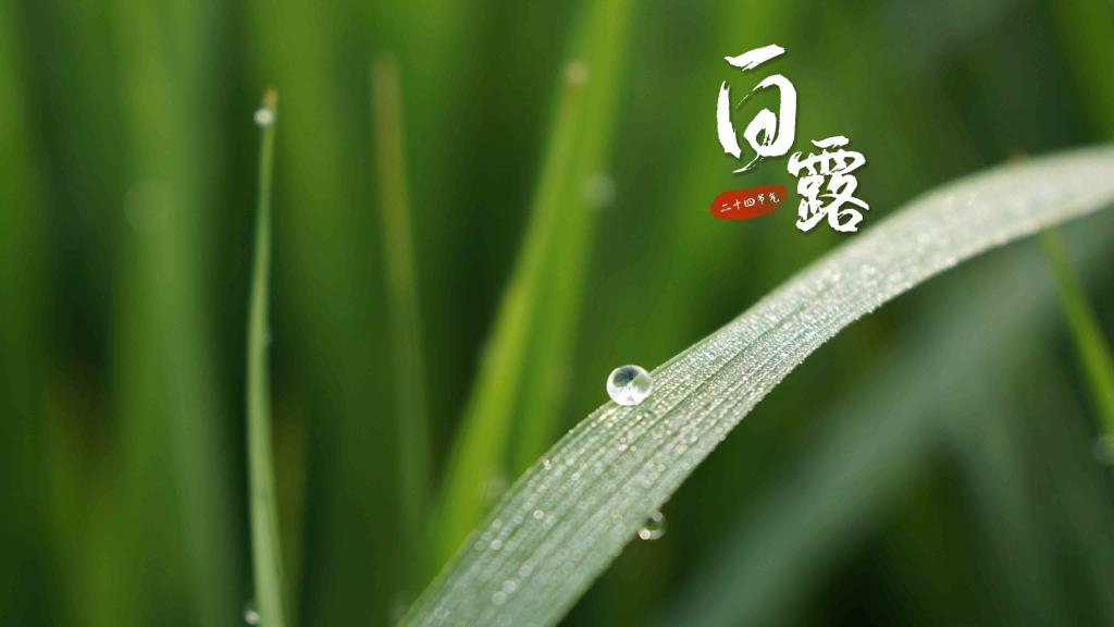 White Dew