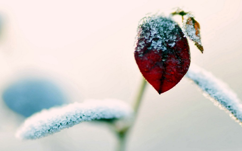 Frost Descent Frost Descent