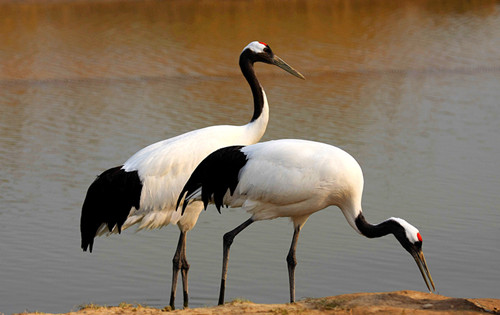 Crane