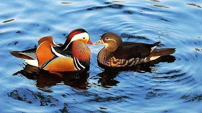 Mandarin Ducks