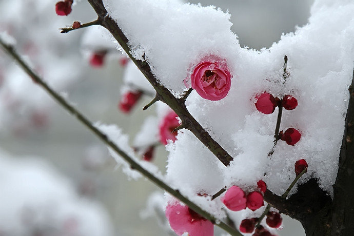 Plum Blossom
