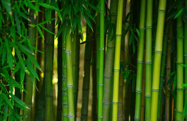 Bamboo