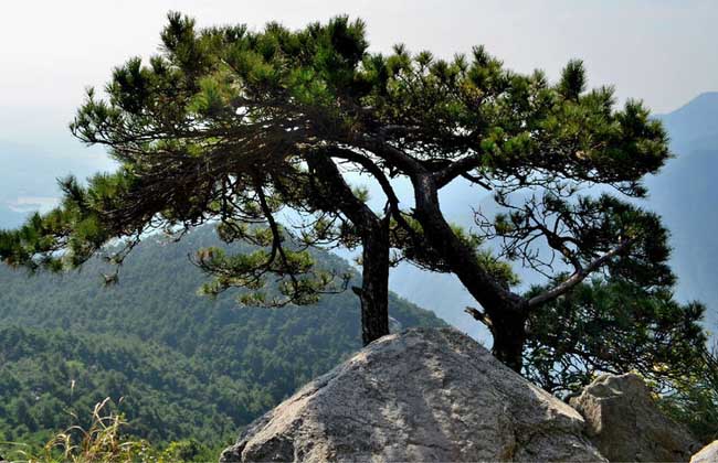 Pine