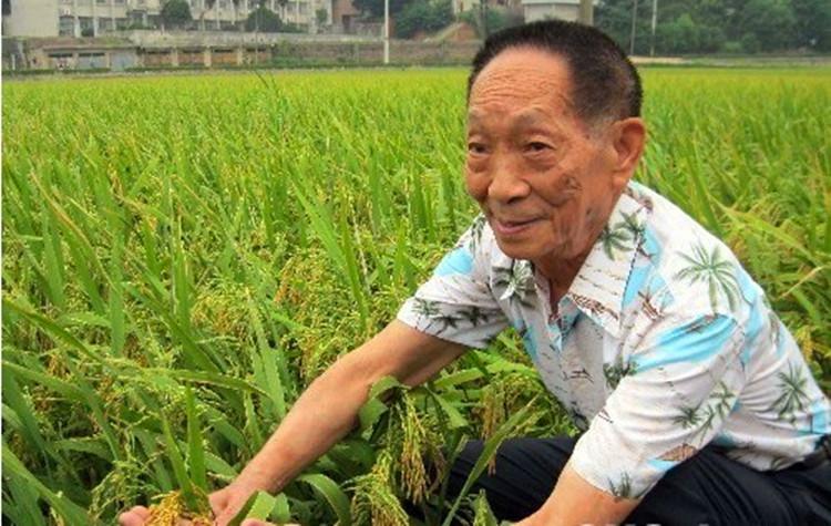 Yuan Longping and Hyrid Rice