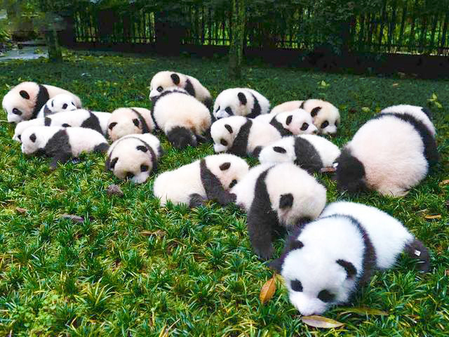 Chengdu Panda