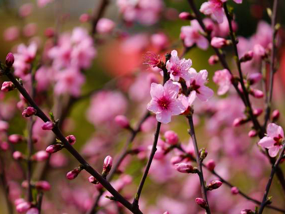 Peach Blossom