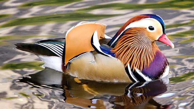 Mandarin Duck