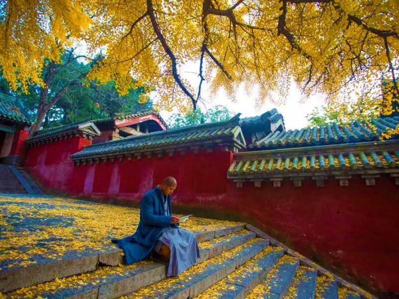 Monk Reading under Gingko Tree