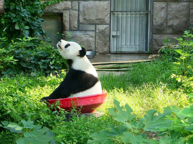 Panda House