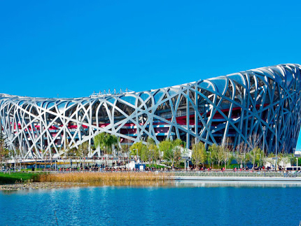 Bird Nest