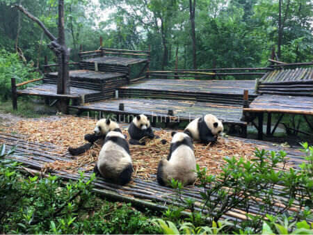 Giant Panda