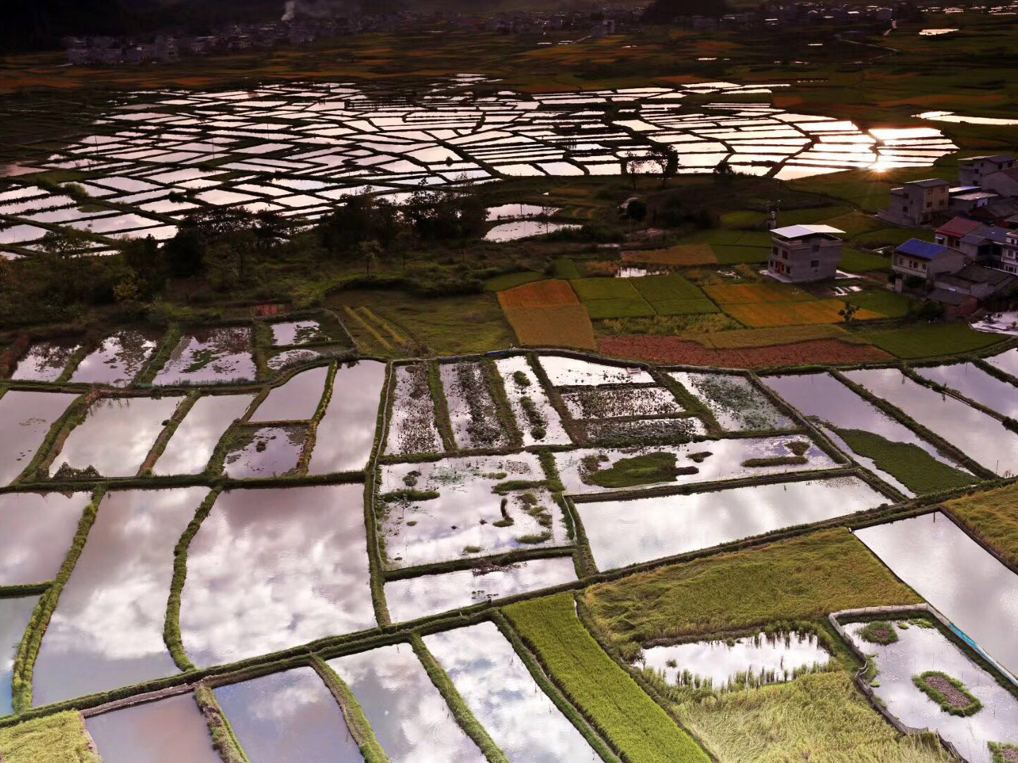 Yangshuo Rice Paddies