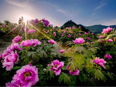 Poeny Garden