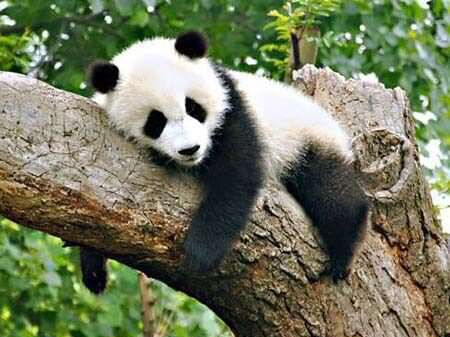 Giant Panda