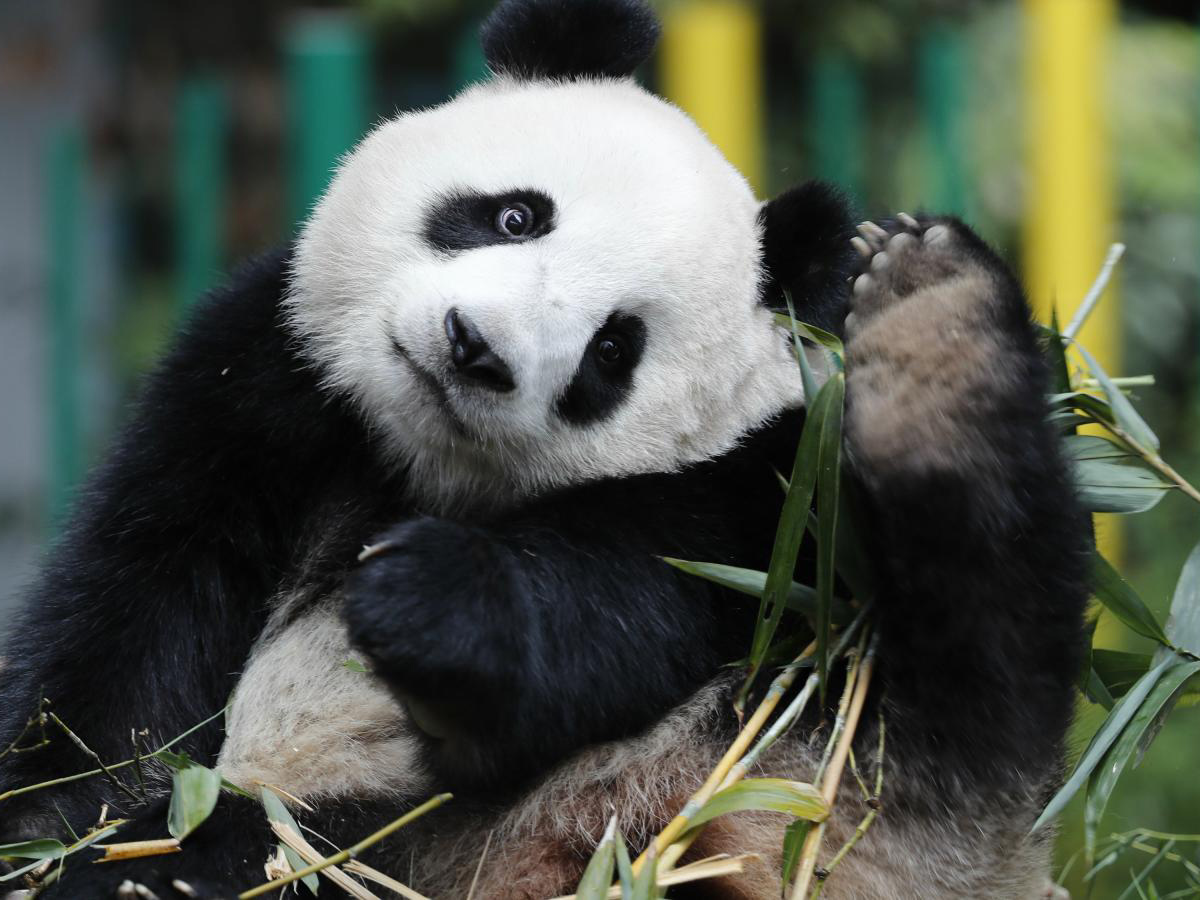 Giant Panda