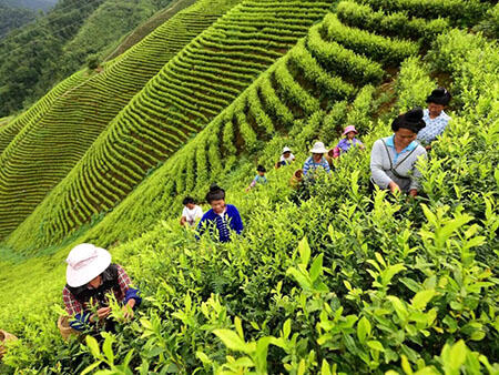 Tea Picking