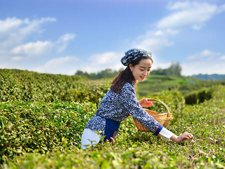 Tea Plantation