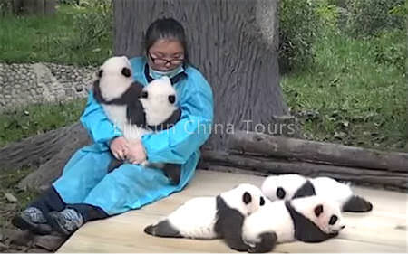 Panda Keeper Program