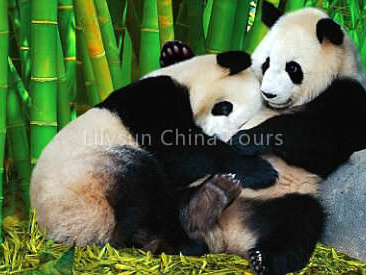 Giant Panda