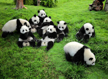 Giant Panda