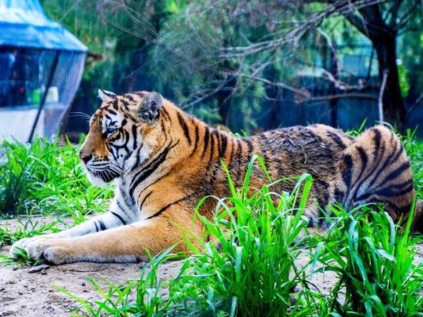 Siberian Tiger Park