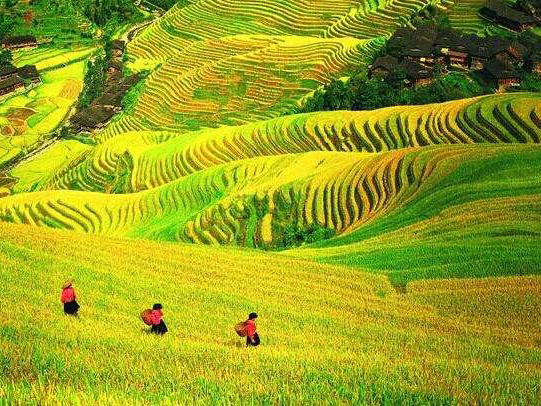 Longji Rice Paddies