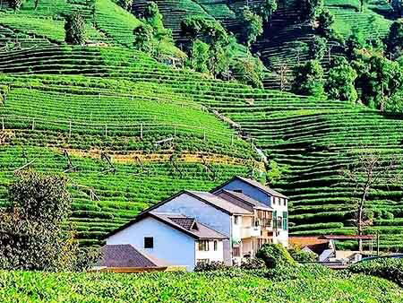 Meijiawu Tea Plantation
