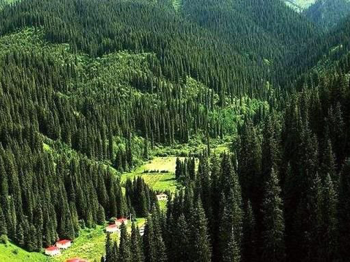 Spruce Forest