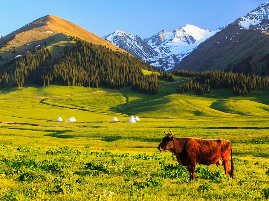 Meadow Prarie