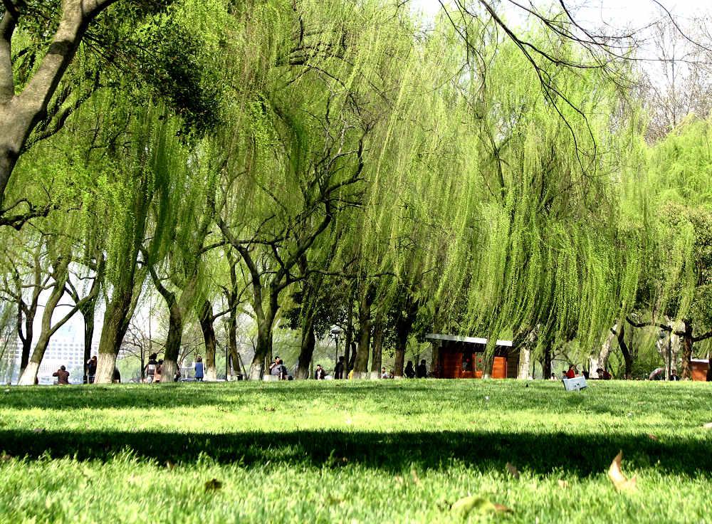 Listening to Orioles Singing in the Willows